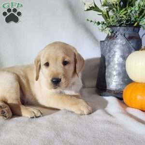 Fawn, Black Labrador Retriever Puppy